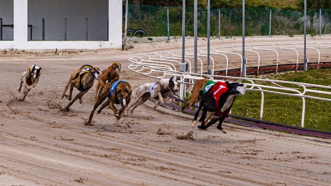 greyhound race